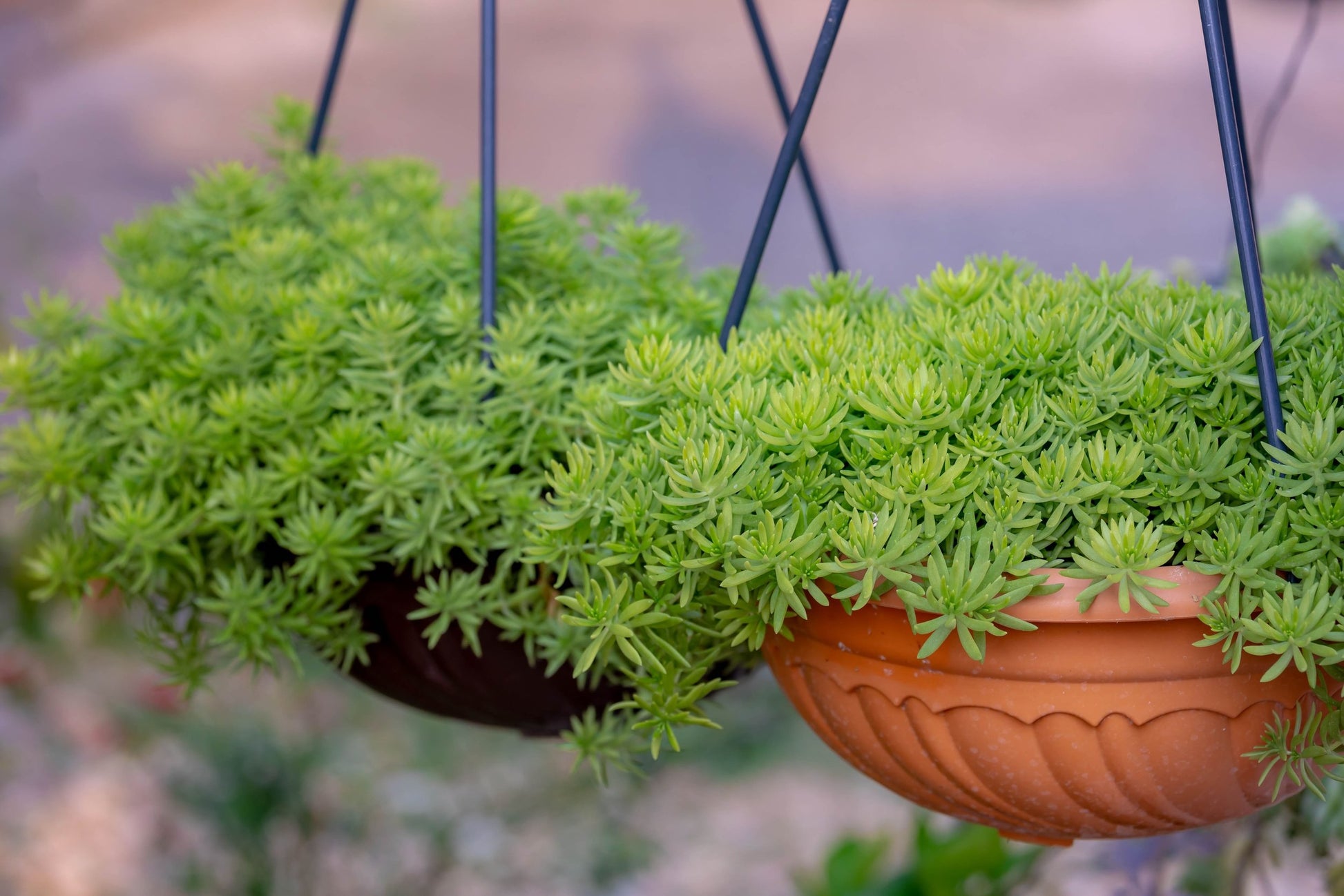 Buy Sedum Angelina Gold Mound bright golden yellow groundcover succulent Australia online
