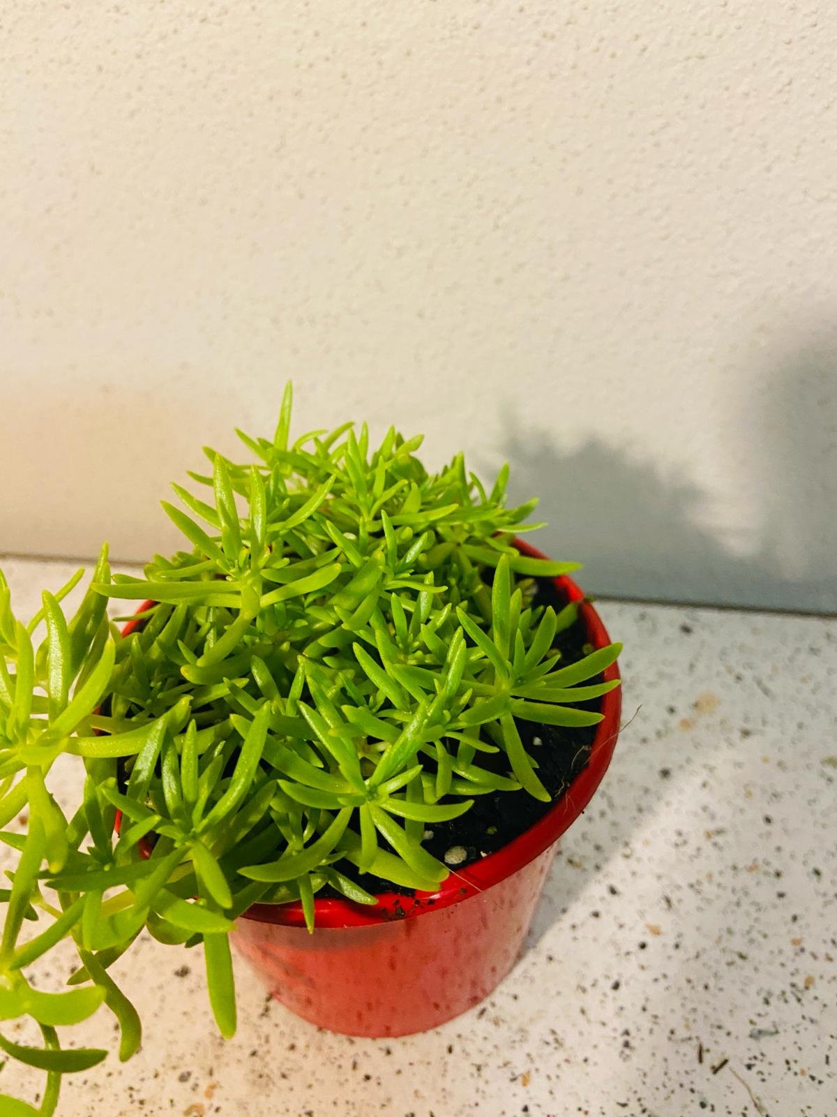 Sedum Angelina Gold Mound for sale potted succulent online Australia fast shipping