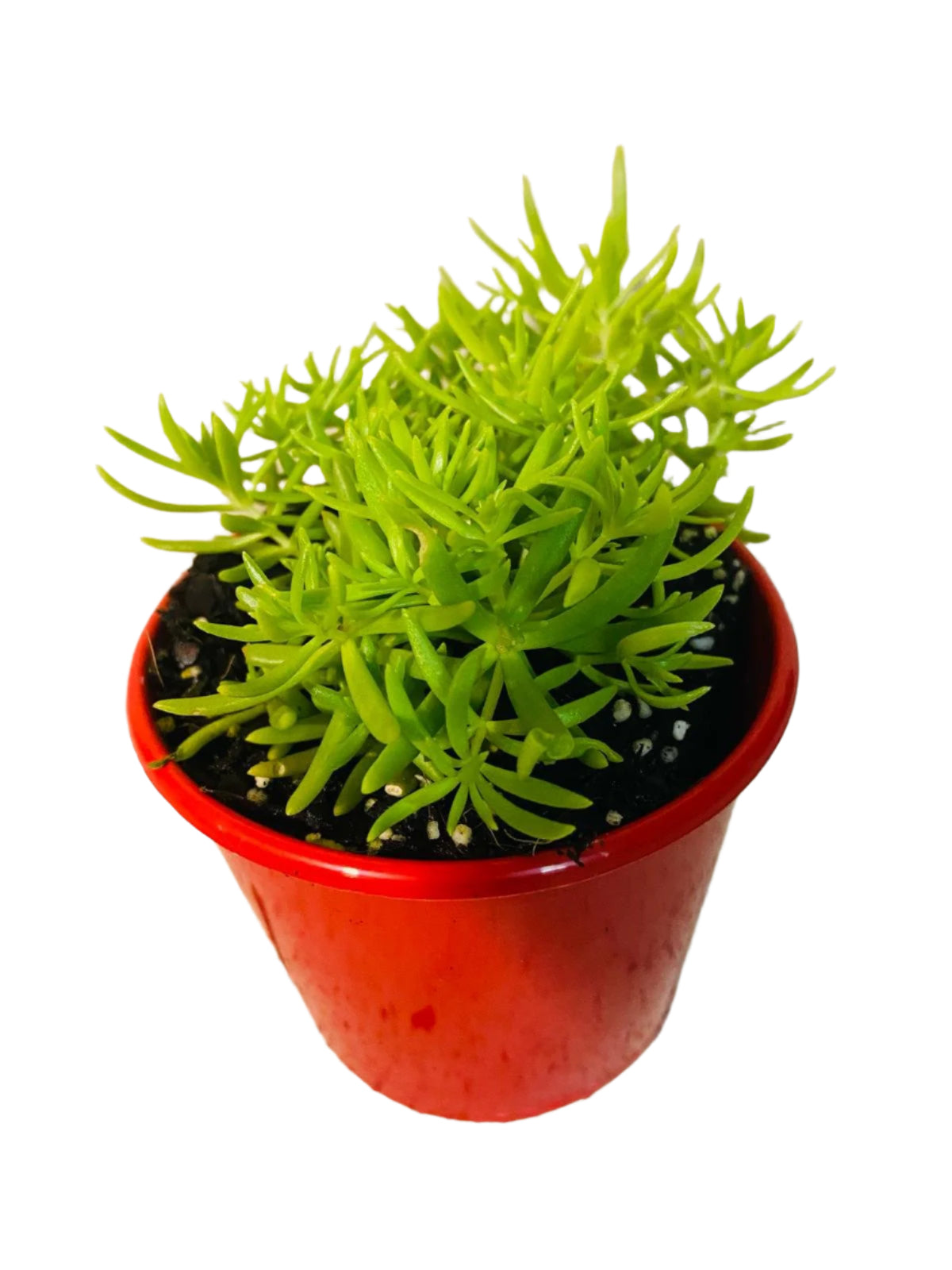 Sedum Angelina Gold Mound golden carpet groundcover in Australian rock garden landscape