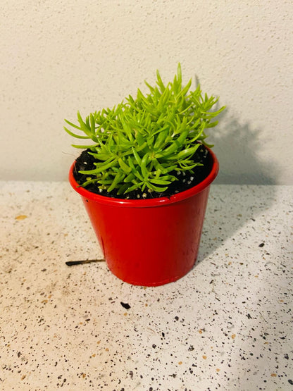 Sedum Angelina Gold Mound stunning orange copper winter color frost hardy Australian climate