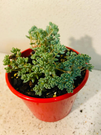 Drought tolerant Sedum Brevifolium stonecrop Australian climate