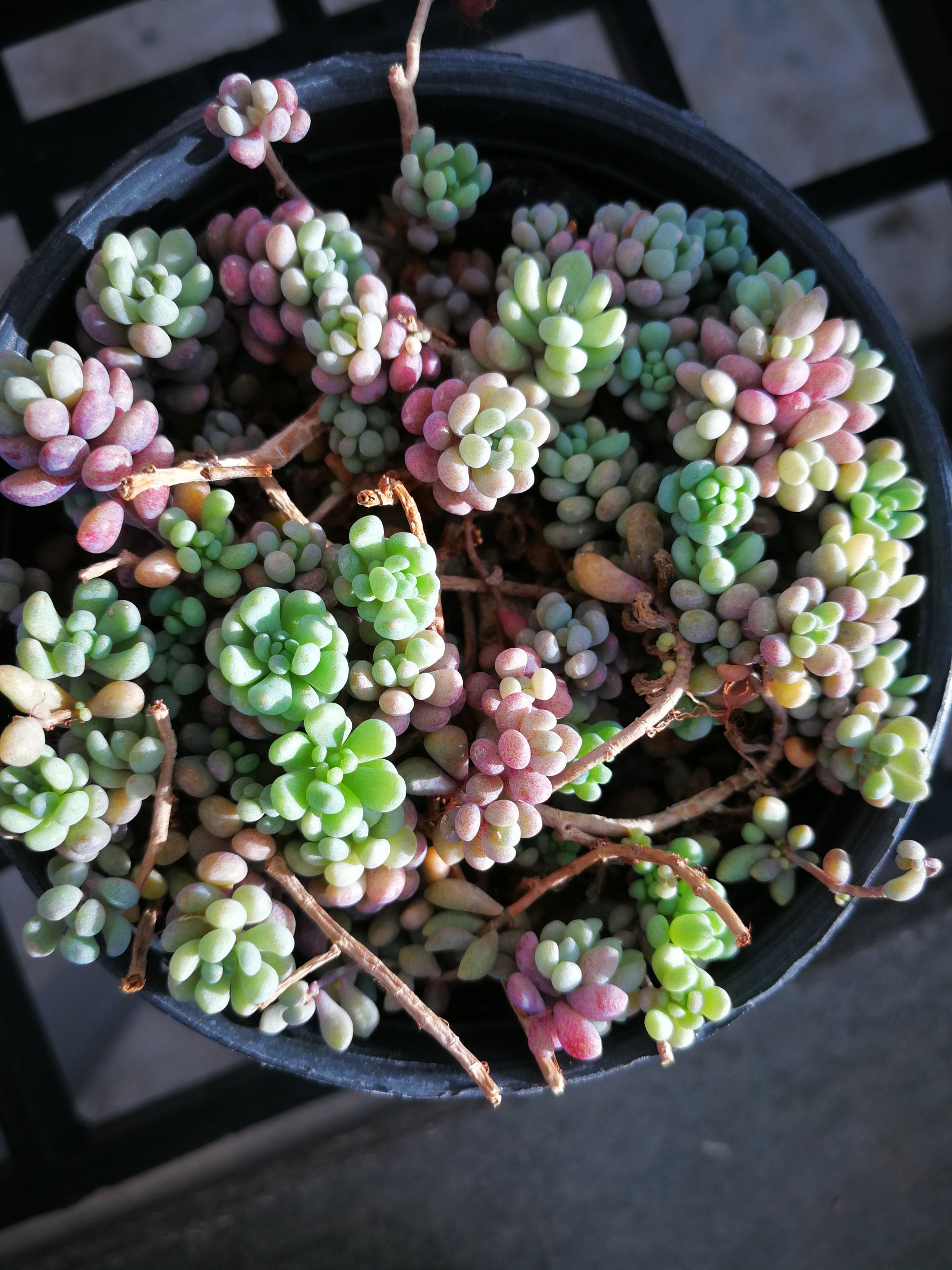 Sedum dasyphyllum Lilac Mound Corsican stonecrop with tiny bead-like blue-green leaves in 80mm pot Australia