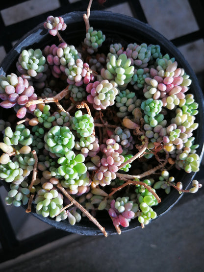 Sedum dasyphyllum Lilac Mound Corsican stonecrop with tiny bead-like blue-green leaves in 80mm pot Australia