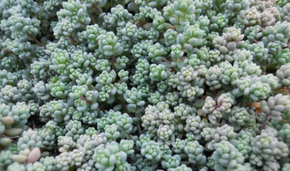 Close-up of Sedum dasyphyllum Lilac Mound showing color transformation from green to soft lilac-pink in sunlight
