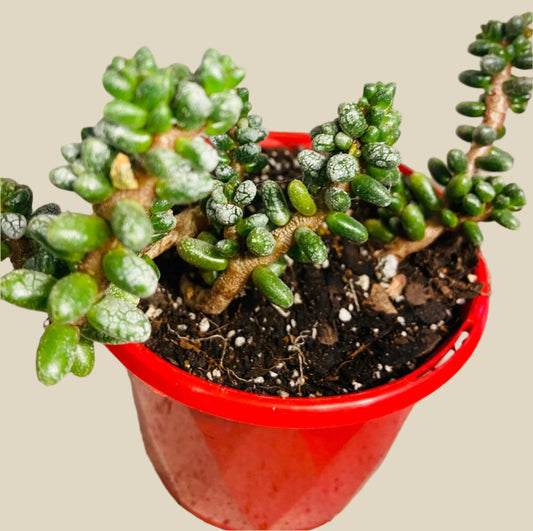 Sedum Furfuraceum Dusty Stonecrop in 80mm pot