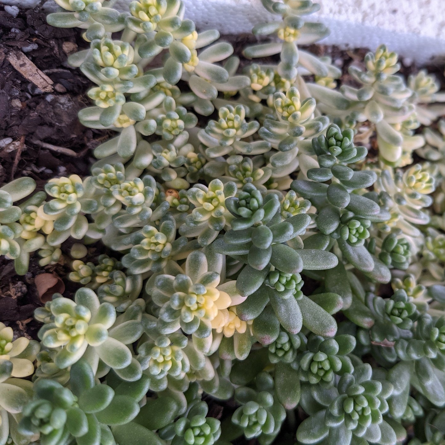 Sedum Golden Rice Orizifolium Variegata 50mm succulent in red pot
