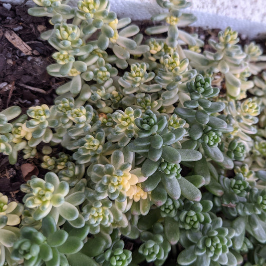 Sedum Golden Rice Orizifolium Variegata 50mm succulent in red pot