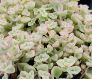 Sedum Little Missy Frosty variegated trailing succulent with pink hues
