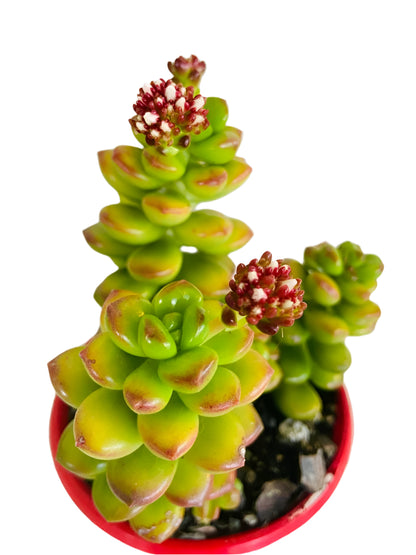 Sedum Lucidum Giant Jelly Bean succulent in 80mm pot Australia