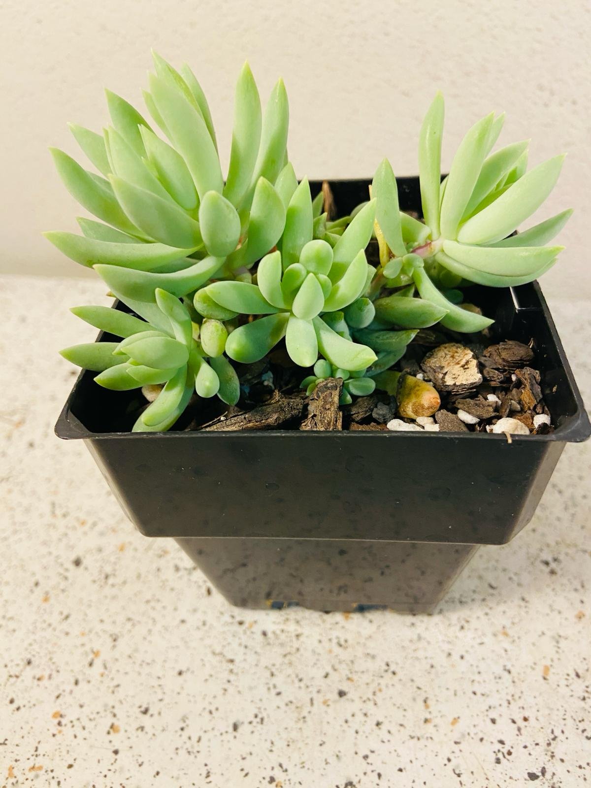 Sedum morganianum donkey's tail in 100mm pot for sale – trailing succulent online Australia
