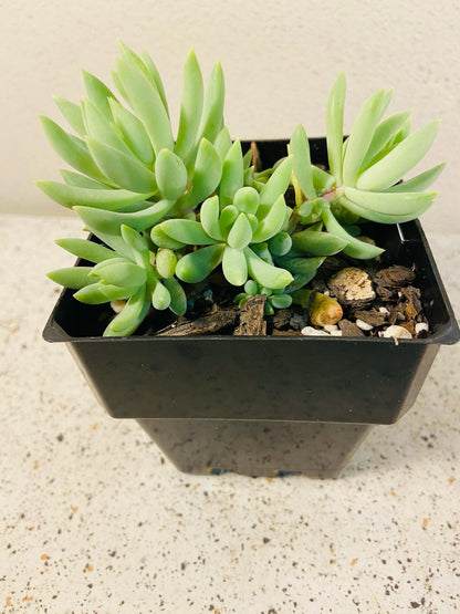 Sedum morganianum donkey's tail in 100mm pot for sale – trailing succulent online Australia