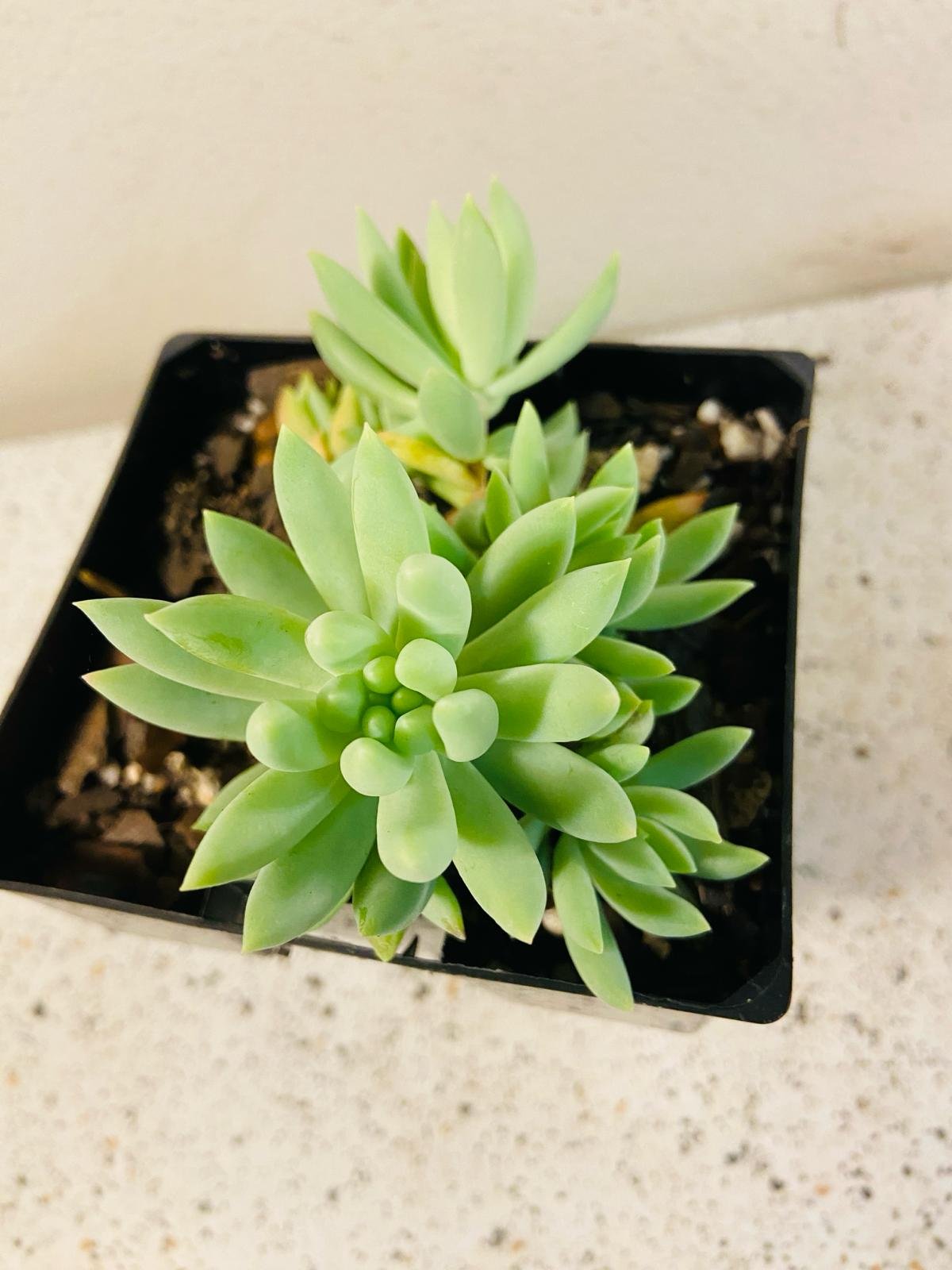 Sedum morganianum donkey's tail succulent with long trailing stems in hanging basket