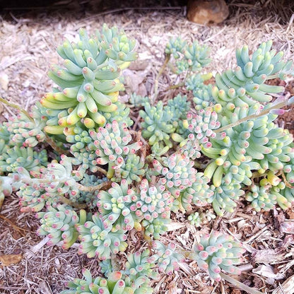 Sedum pachyphyllum Silver Jelly Bean succulent cutting with silvery-blue bean leaves and pink tips, easy propagation for Australian gardens