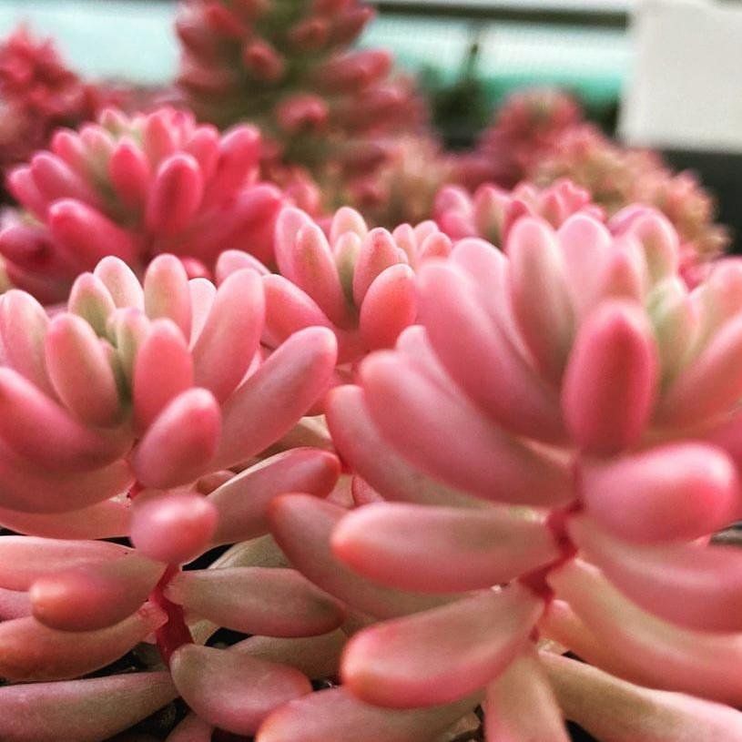Sedum Pink Jelly Beans Crested succulent plant – buy online Australia