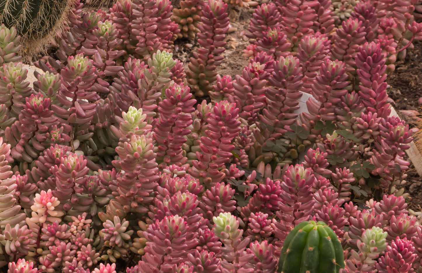 Close-up of crested Sedum Pink Jelly Beans fasciated growth pattern