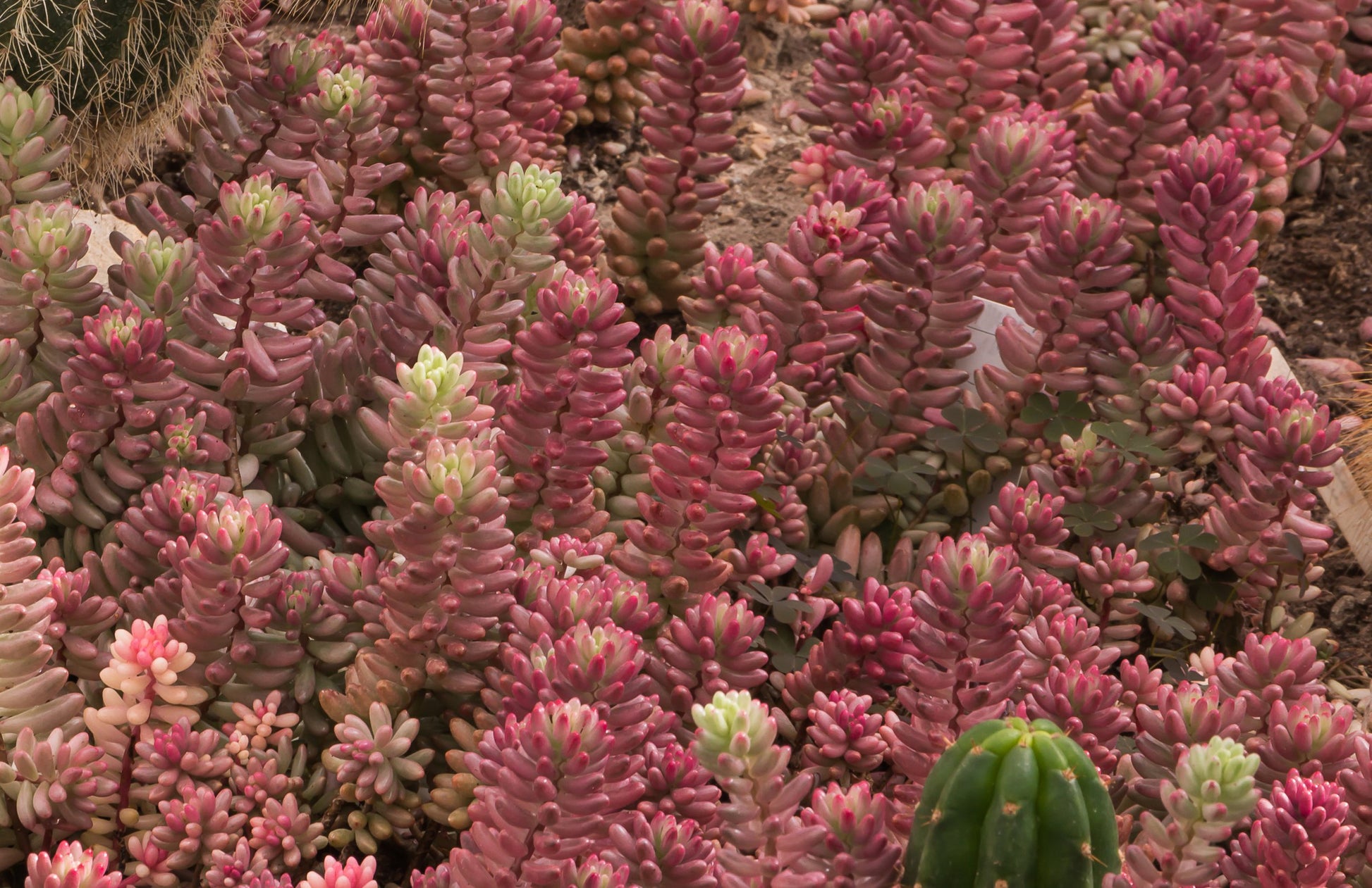Close-up of crested Sedum Pink Jelly Beans fasciated growth pattern