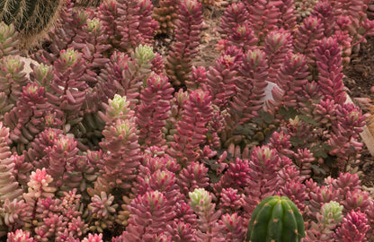 Close-up of crested Sedum Pink Jelly Beans fasciated growth pattern