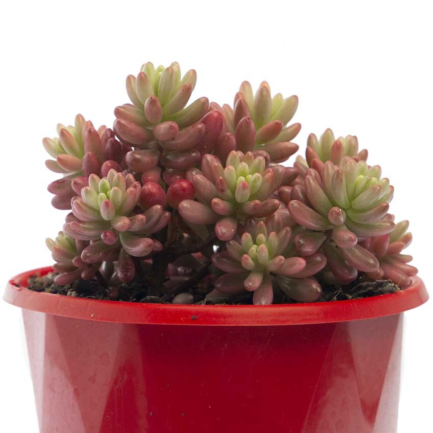 Sedum rubrotinctum crested form growing in Australian garden container