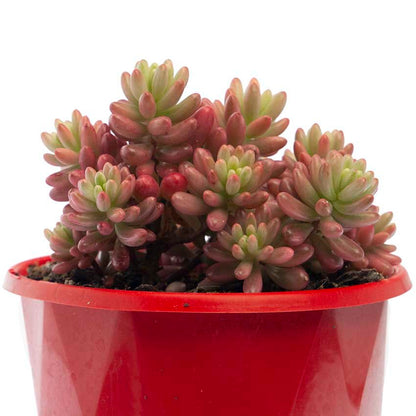 Sedum rubrotinctum crested form growing in Australian garden container