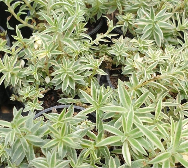 Sedum lineare Variegatum yellow-green variegated carpet sedum spreading in rock garden