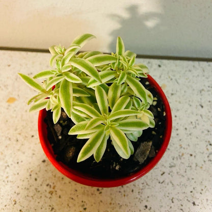 Close-up of Sedum variegated lineare needle leaves with cream-yellow edges