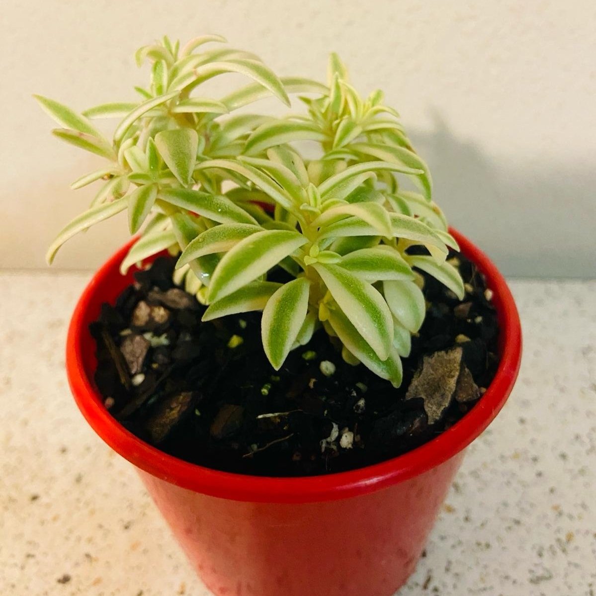 Sedum Variegated Lineare cascading from hanging basket in Brisbane patio