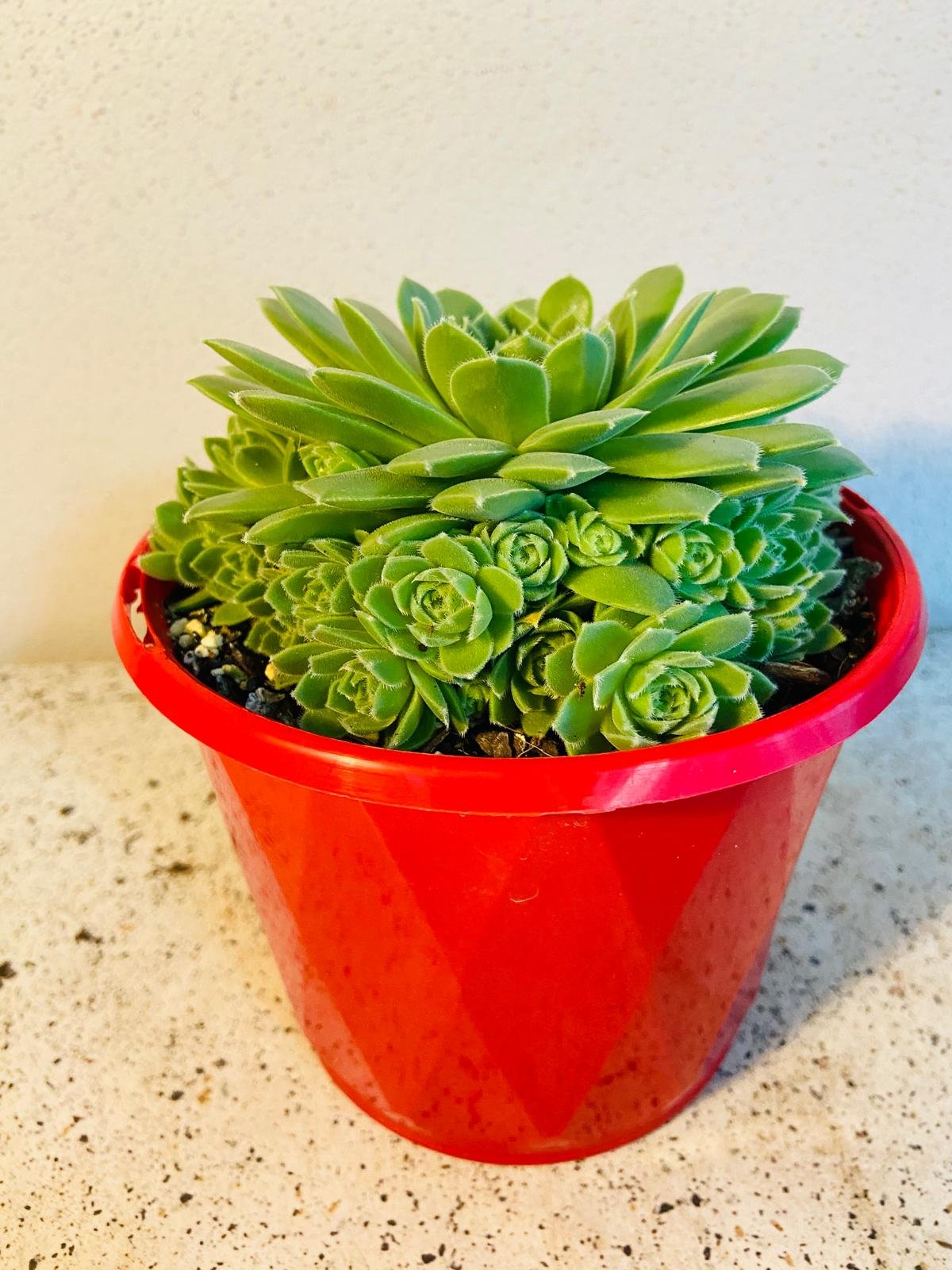Sempervivum hen and chicks showing mother plant with multiple baby offsets