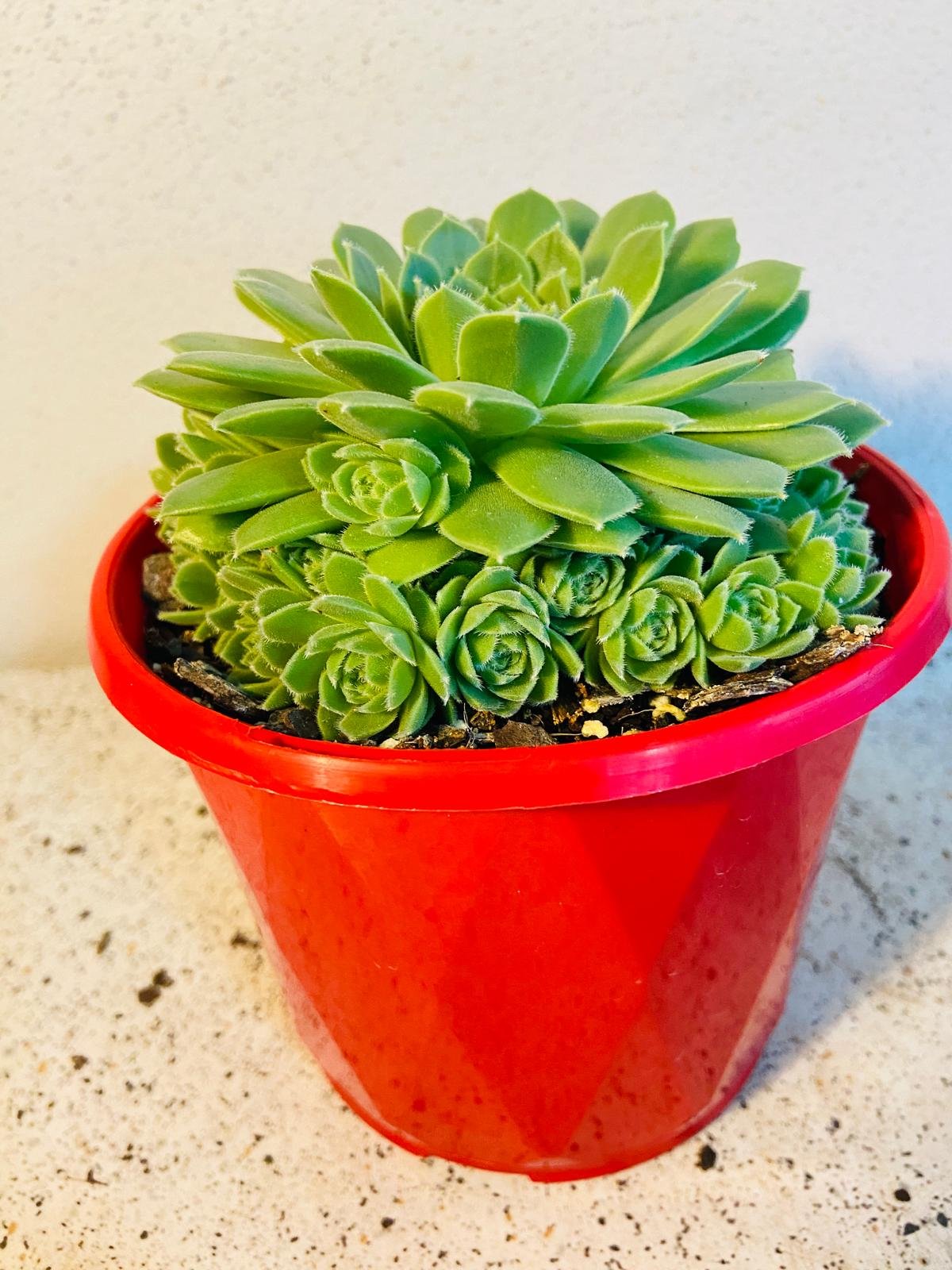 Red Sempervivum hen and chicks succulent showing tight rosette formation