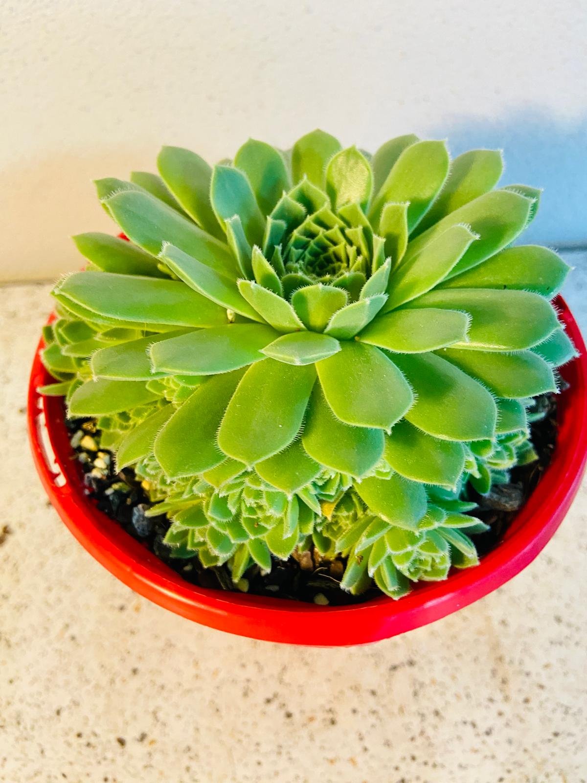 Top view of red Sempervivum succulent displaying symmetrical rosette pattern