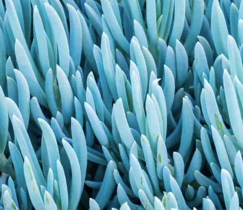 Close up of blue chalk stick plant displaying powdery blue-grey cylindrical foliage