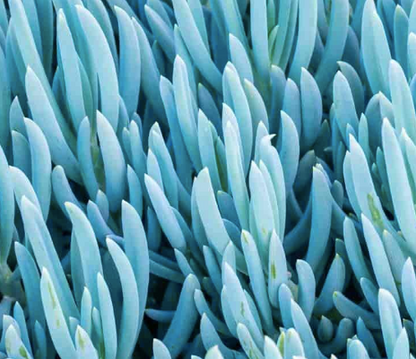 Close up of blue chalk stick plant displaying powdery blue-grey cylindrical foliage