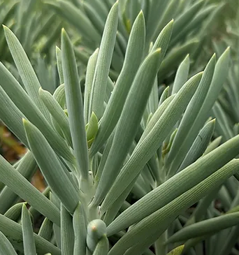 Close-up of Senecio Glacier powdery silver foliage