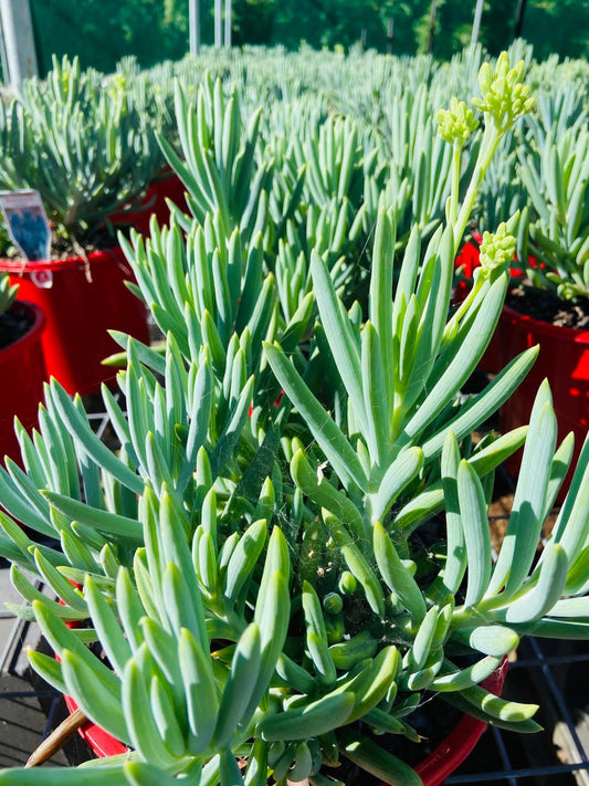Senecio Glacier silvery-blue trailing succulent plant