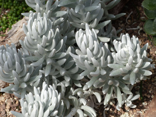 Senecio Haworthii Cassa Cocoon Plant with silver-white foliage in a pot