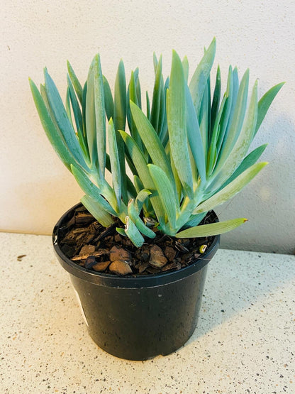 Senecio Mandraliscae Chalk Sticks succulent in 140mm pot