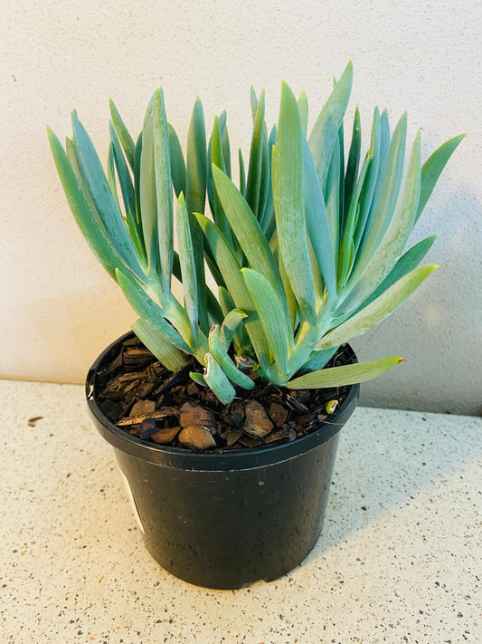 Senecio Mandraliscae Chalk Sticks succulent in 140mm pot