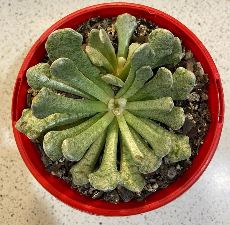 Silver torch succulent Senecio scaposus addoensis 130mm potted plant for Australian gardens