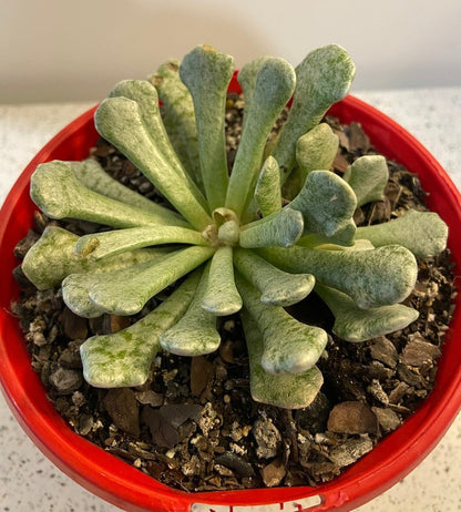 Senecio scaposus var. addoensis silver torch succulent with velvety white leaves in 130mm pot available Australia-wide