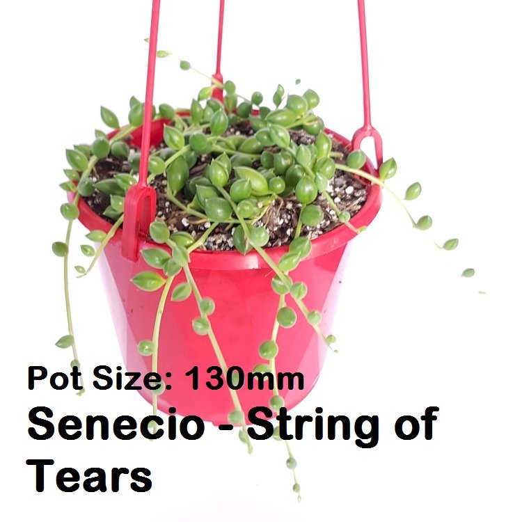 Trailing Senecio String of Tears and Othonna Ruby Necklace from mixed value budget pack, easy-care hanging plants Australia.