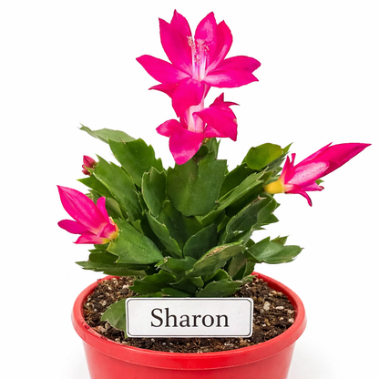 Zygocactus Combo - 7 Different Colours