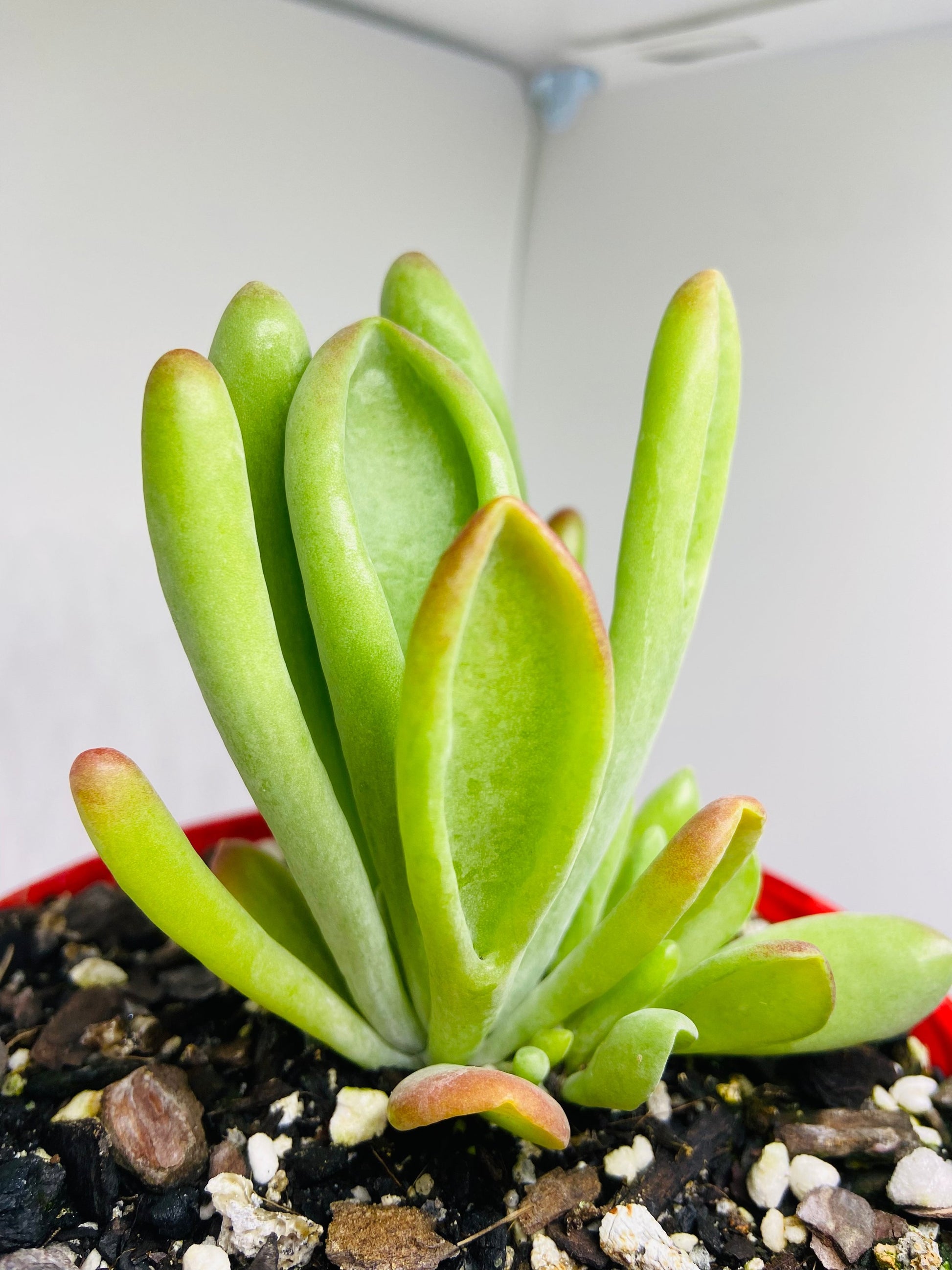 Close up of Shrek ears plant showing unique trumpet shaped tubular foliage with bright red color on tips