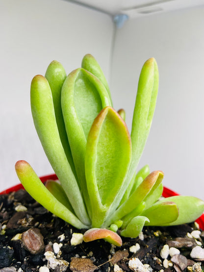 Close up of Shrek ears plant showing unique trumpet shaped tubular foliage with bright red color on tips