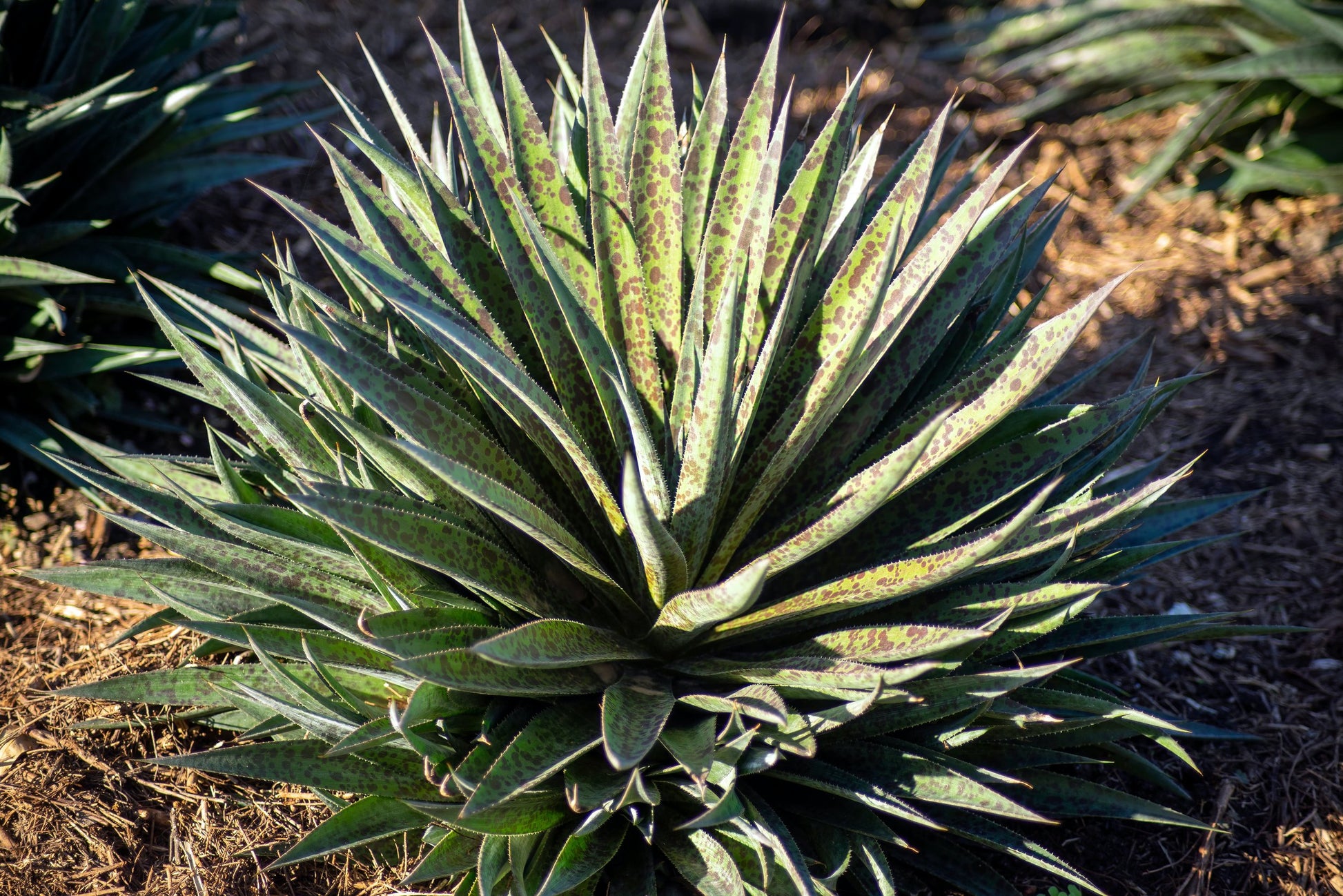 pineapple express plant succulent Buy Mangave 'Pineapple Express'