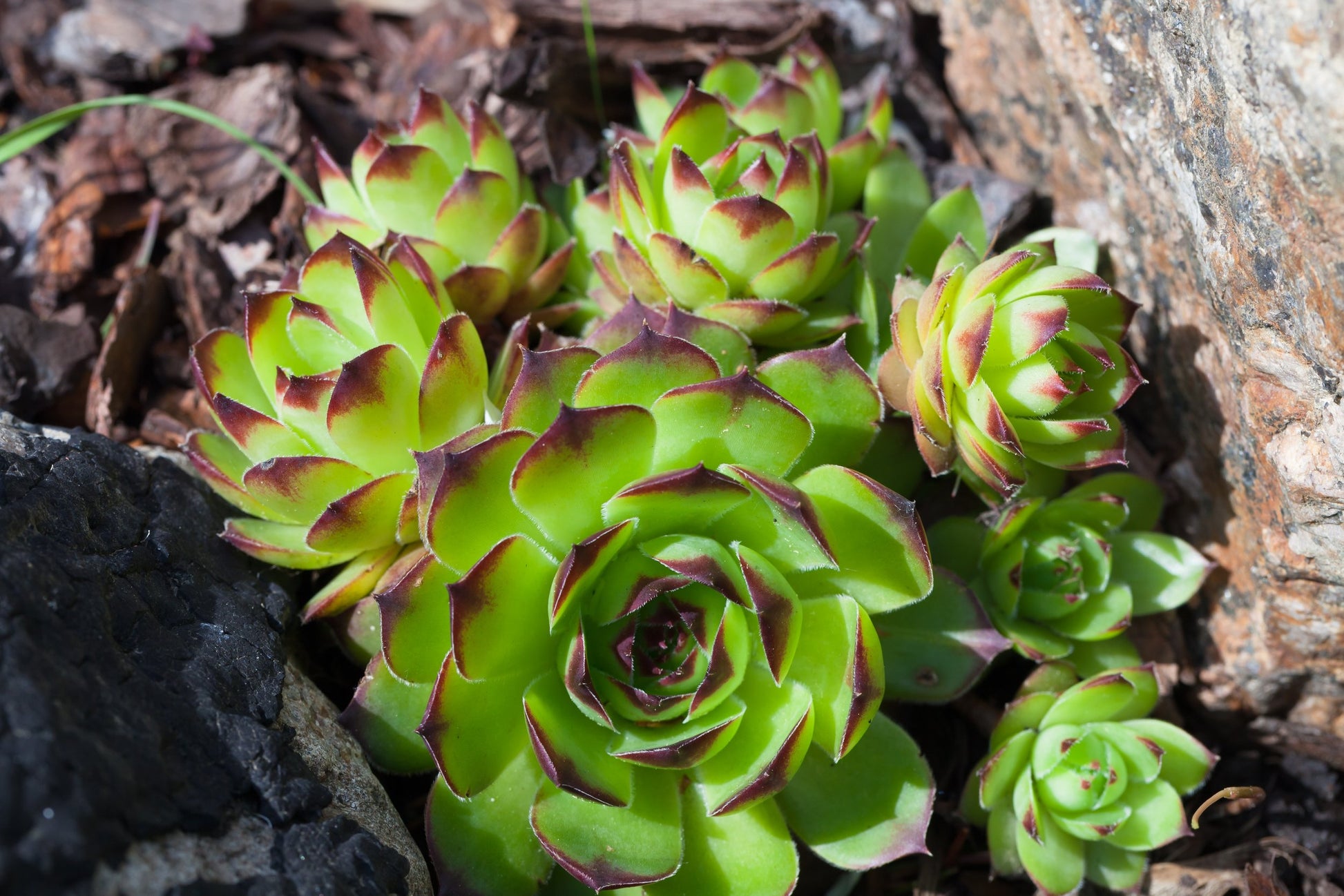 houseleek succulent plant Buy Sempervivum tectorum