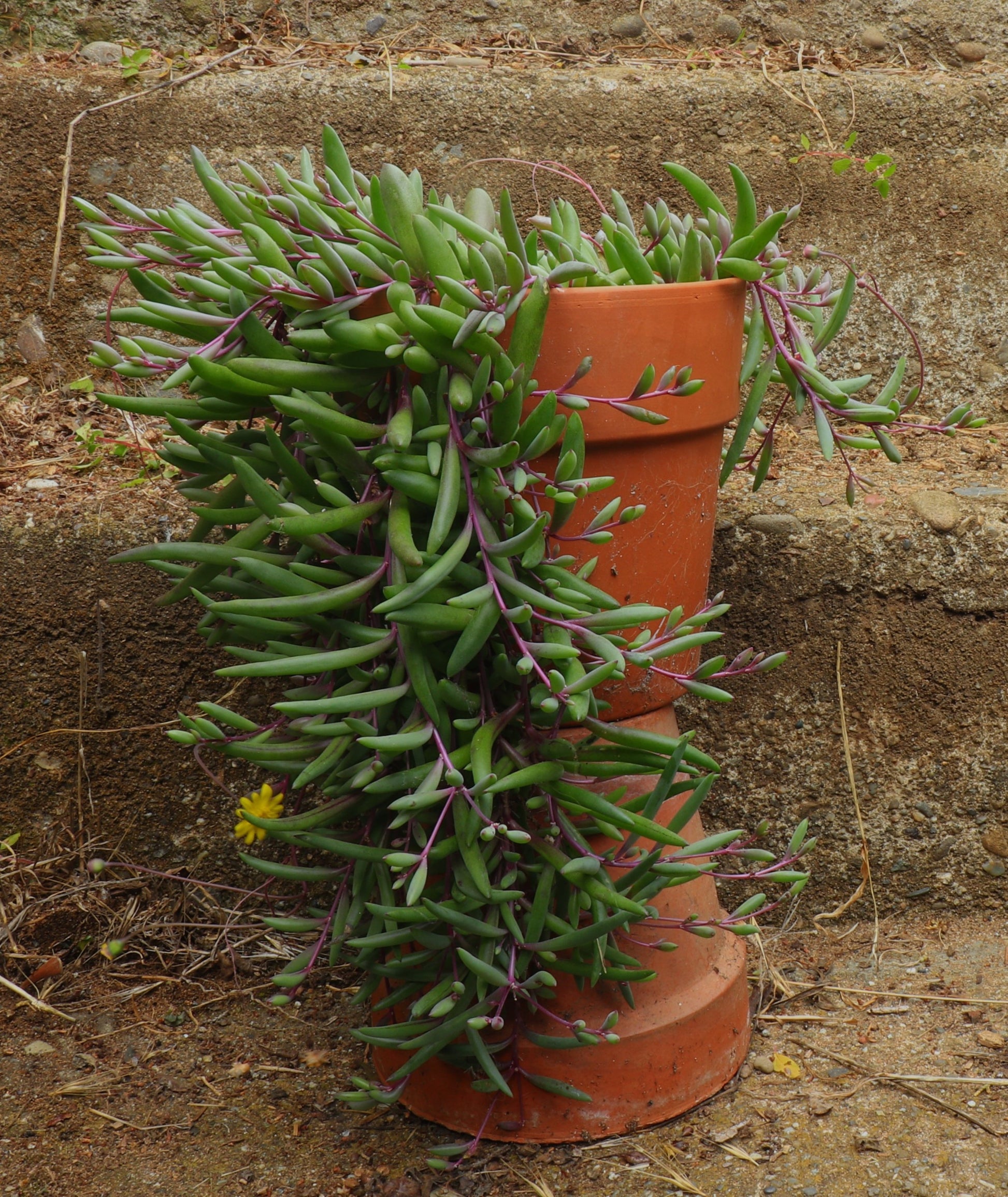 succulent ruby necklace plant Buy Ruby Necklace Othonna capensis
