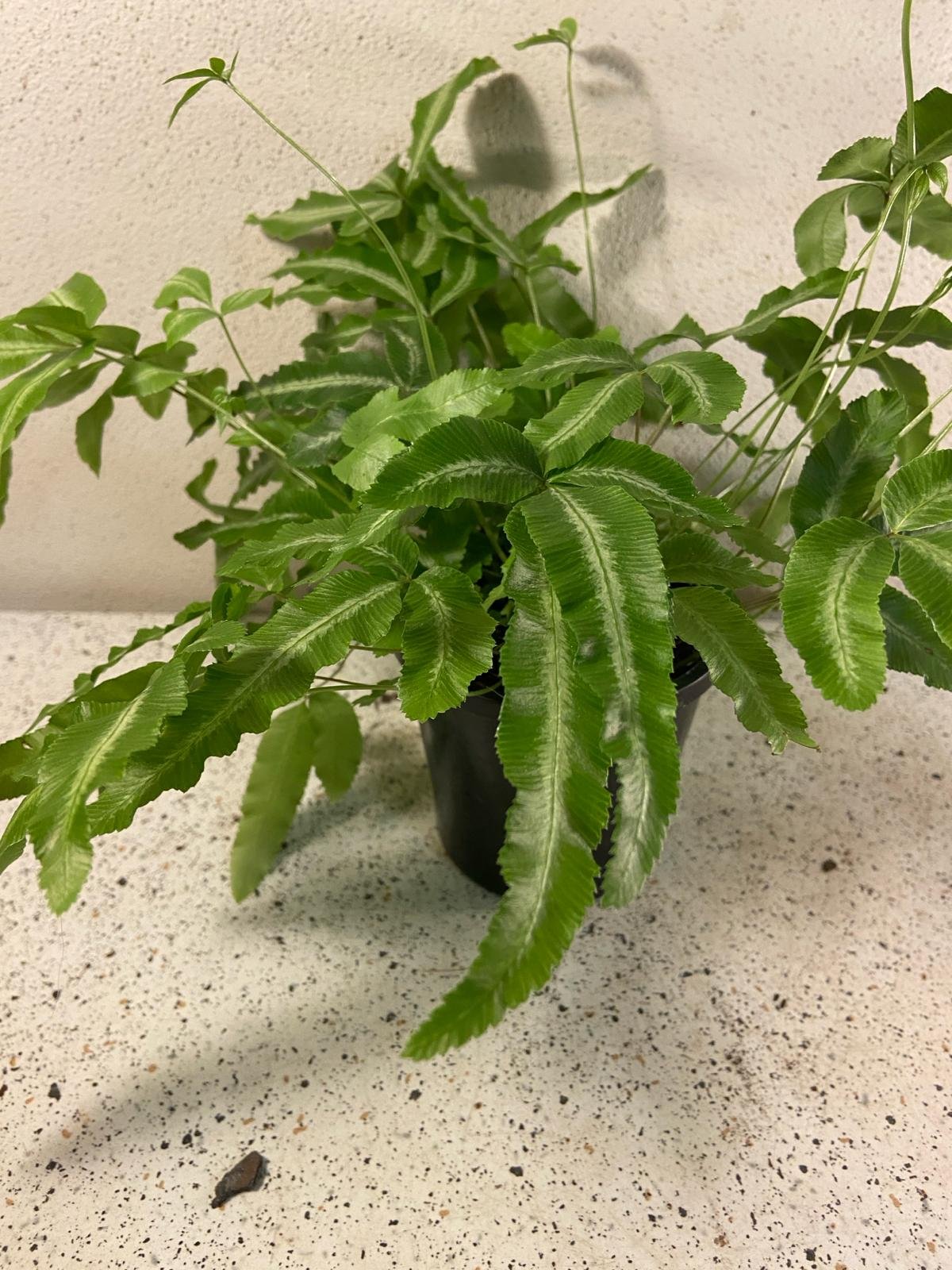 Silver ribbon fern Pteris albo-lineata as indoor plant decoration Australia
