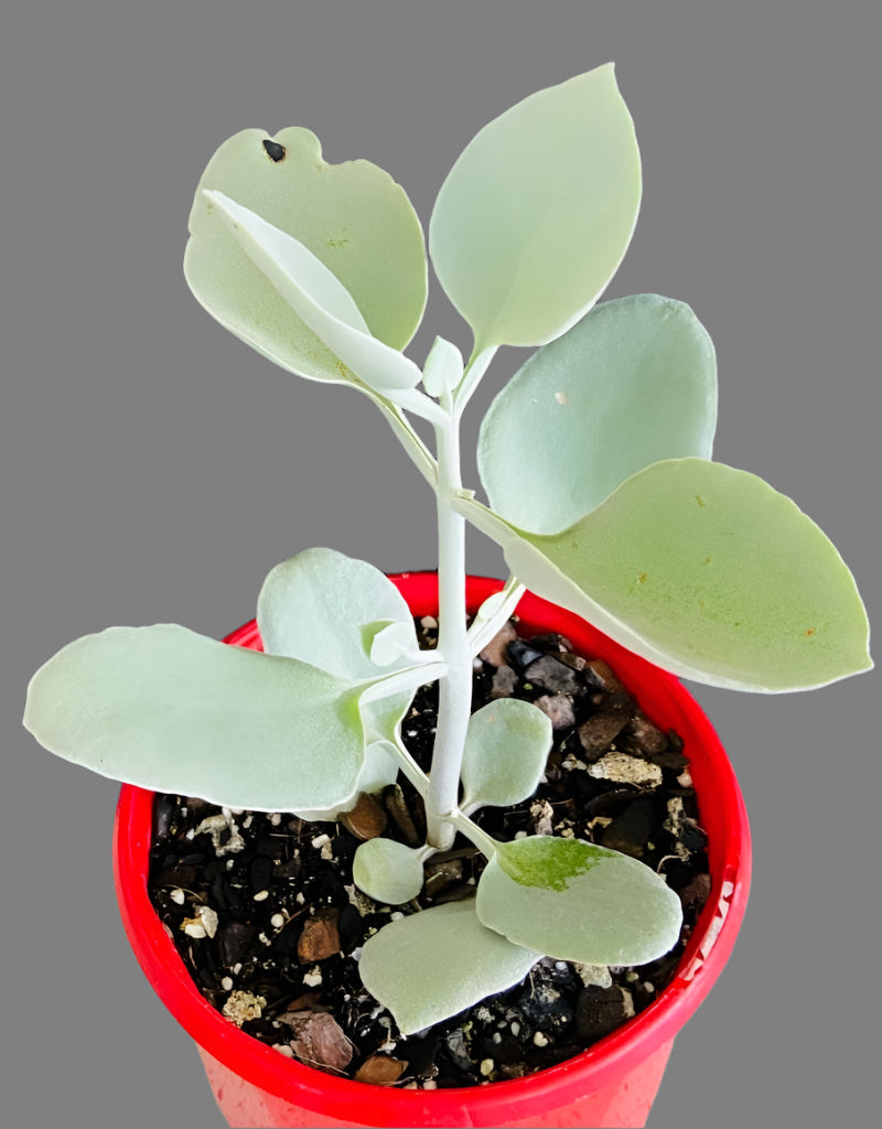 Silver spoon succulent detail - Kalanchoe bracteata powdery coating on paddle-shaped leaves