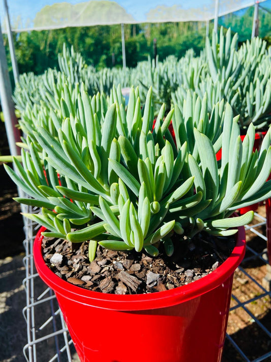 Senecio Glacier in hanging basket showing cascading growth