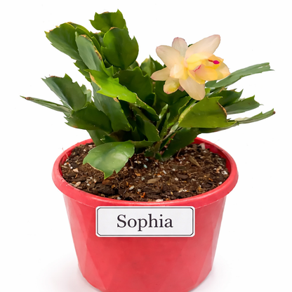 Zygocactus Combo - 7 Different Colours