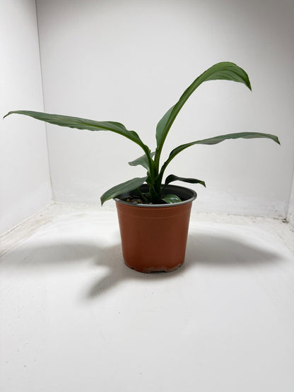 Spathiphyllum Green Bat easy care indoor plant - fast delivery across Australia